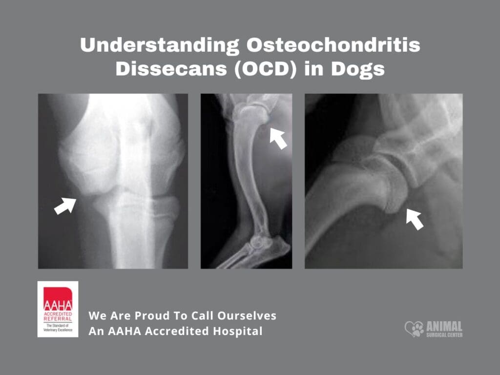 X-ray images illustrating Osteochondritis Dissecans (OCD) in dogs, highlighting affected joints. The left image shows a knee joint with abnormalities, the center image displays a close-up of joint structure, and the right image reveals another joint affected by OCD. Educational content from an AAHA accredited veterinary hospital.