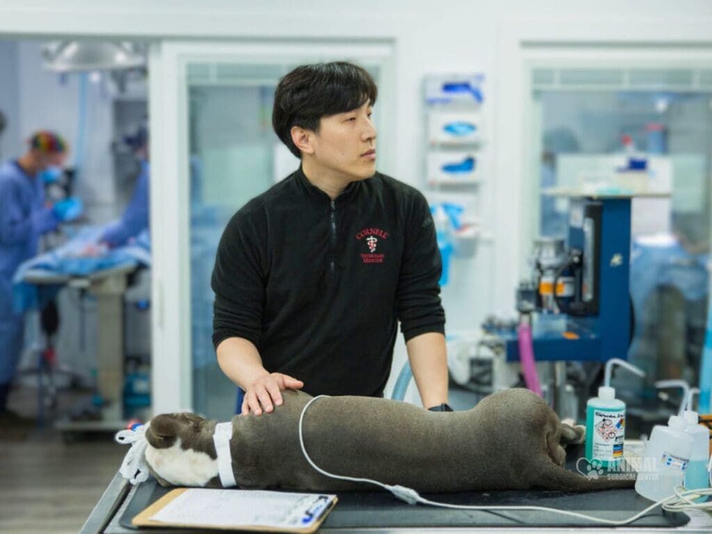 Veterinarian monitoring a dog during surgery in a modern veterinary clinic, with medical equipment and staff in the background.