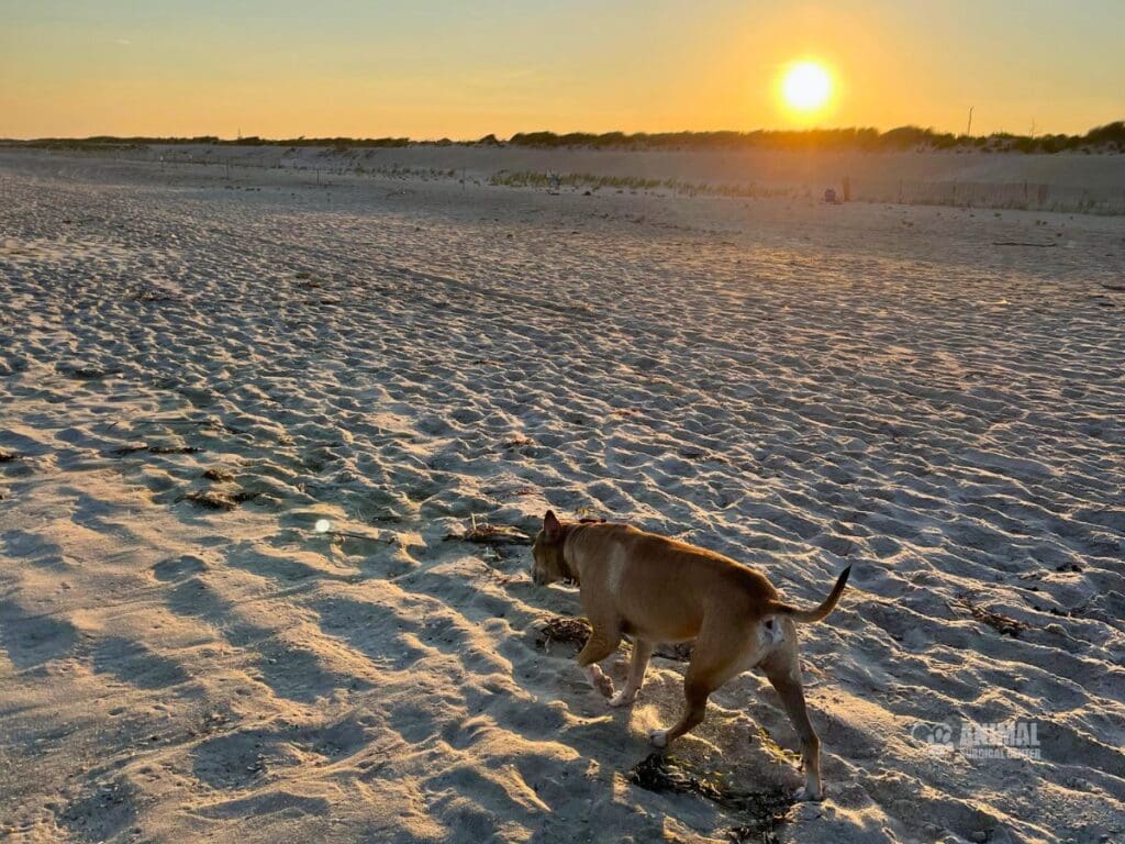 A dog walking on a sandy beach at sunset, with the sun casting a warm glow over the landscape and gentle waves in the background.