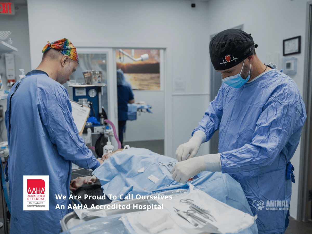 Dr. Tomas Infernuso and Licensed Veterinary Technician Igor Pavlov performing surgery in the operating room.