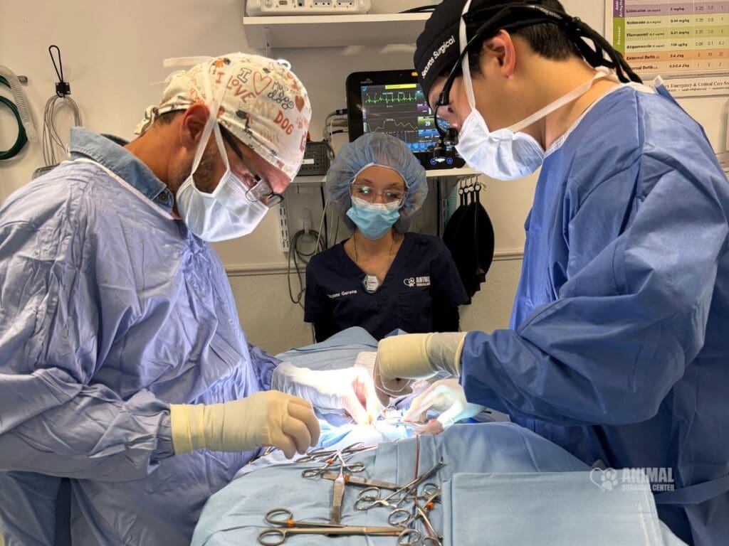 Dr. Jin and Dr. Infernuso Performing Surgery To Correct Cooper's PDA.