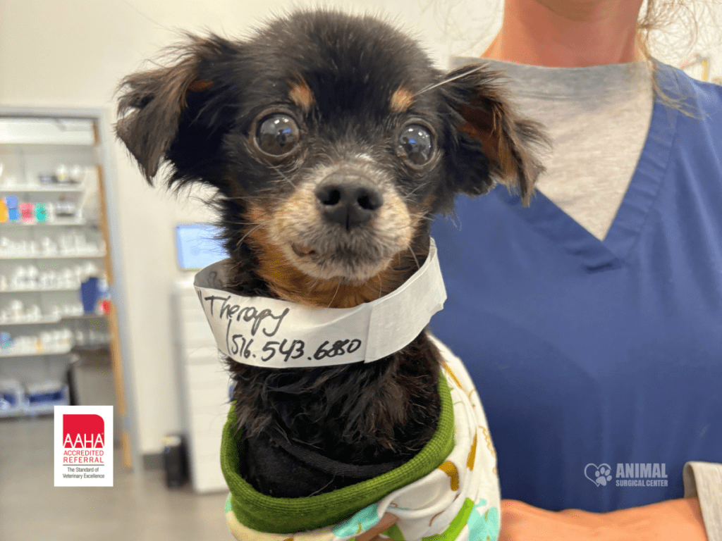 Small therapy dog in a medical setting wearing a bandage, showcasing its friendly demeanor. The dog has a collar with contact information for therapy services. In the background, veterinary supplies are visible, indicating a professional environment.