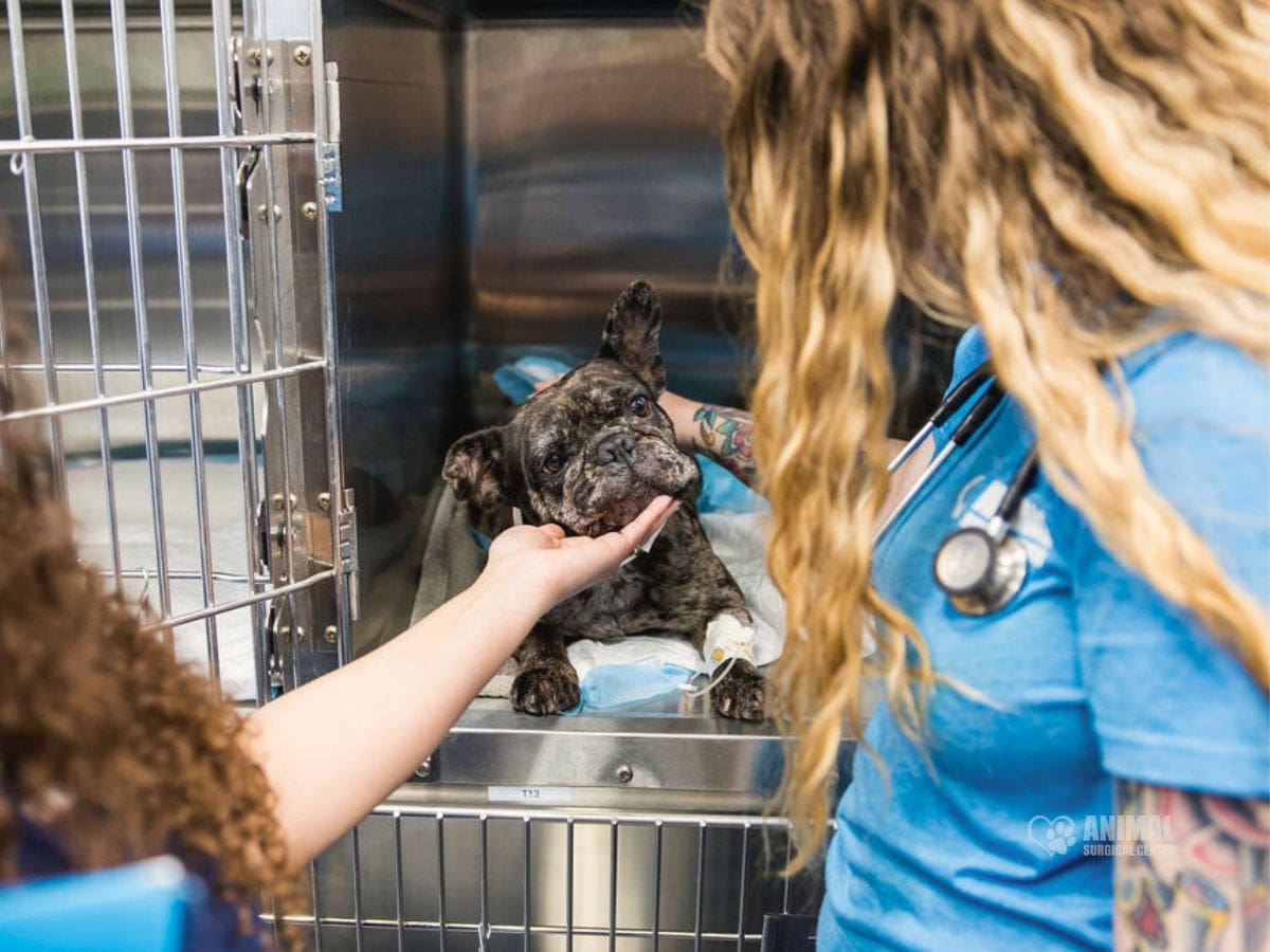 Patient resting comfortably at Animal Surgical Center.