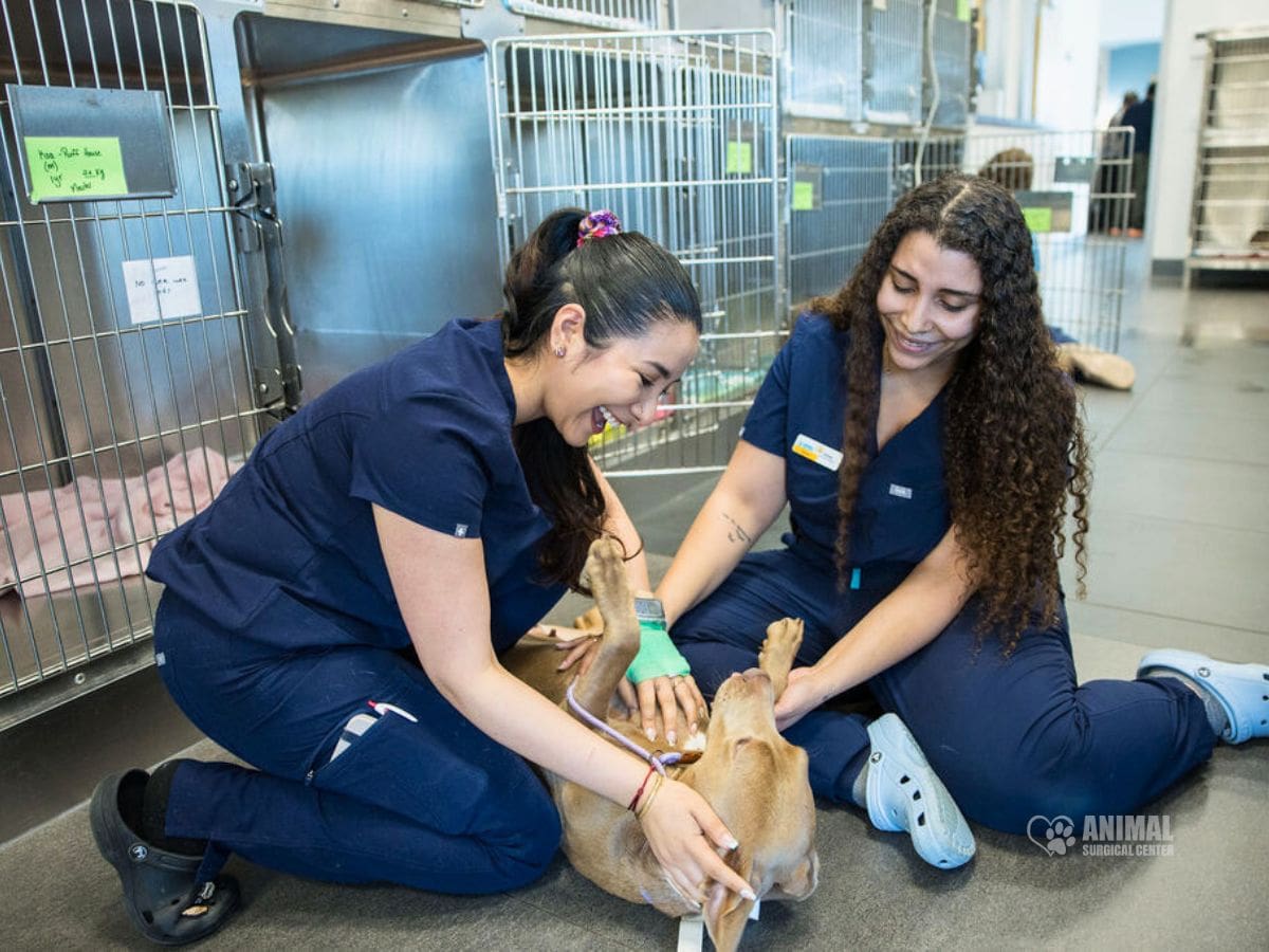 Vet Assistants Laura and Alyssa giving affectionate care to a dog at Animal Surgical Center. Laura is the author of the article.