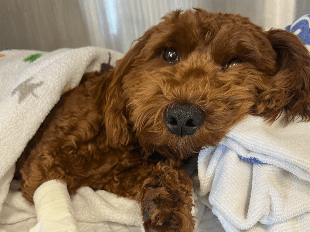 A brown dog with curly fur resting on a soft blanket, displaying a bandaged paw and a relaxed expression. The dog is nestled among towels, conveying a cozy and comforting atmosphere.