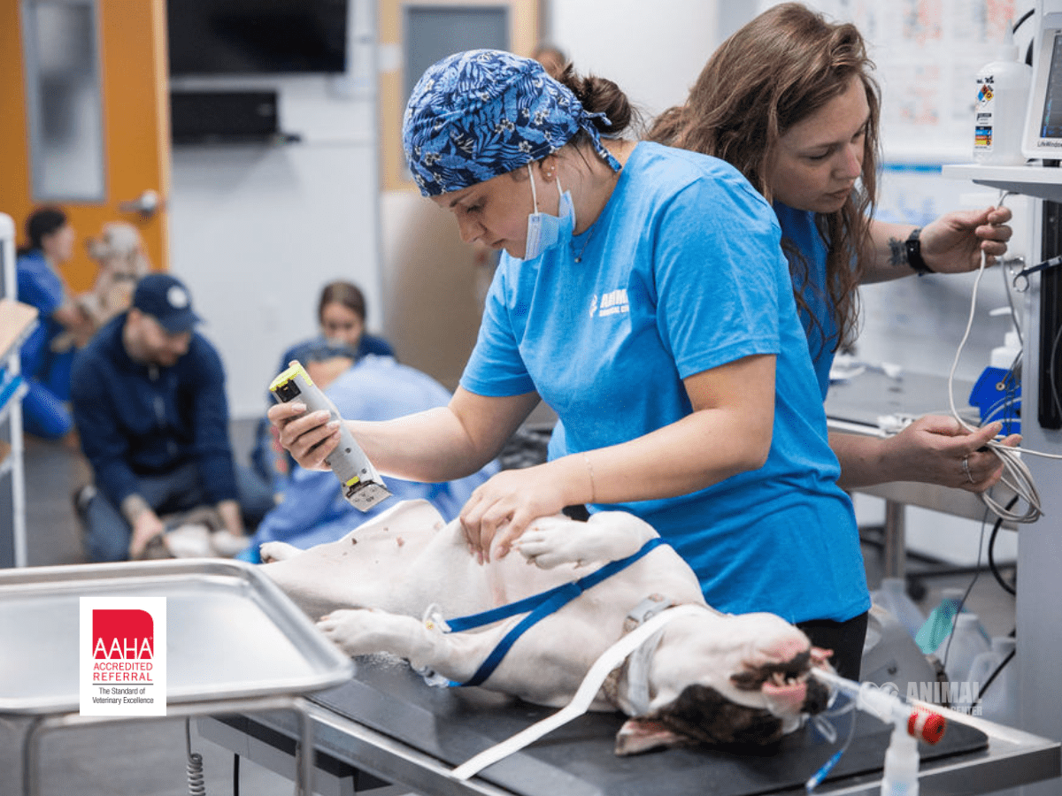 Animal Surgical Center Aaha Blog Cover