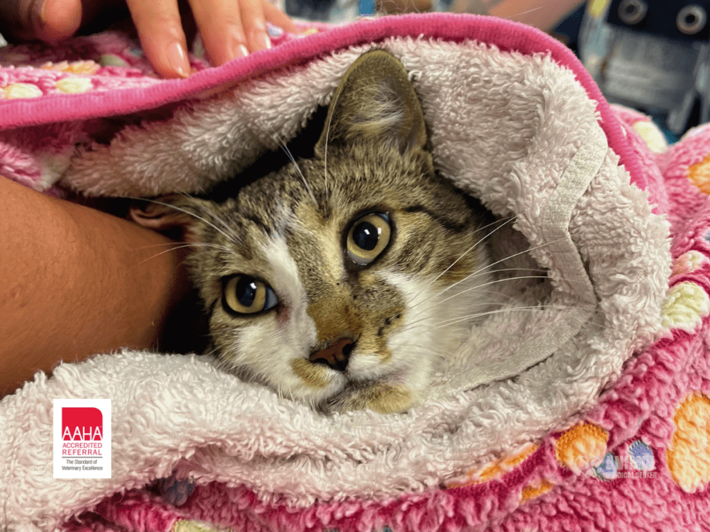 A cozy cat wrapped in a pink towel, resting comfortably with a person's hand nearby, showcasing a warm and caring environment. The image highlights the bond between pets and their owners, emphasizing comfort and care in a veterinary setting.