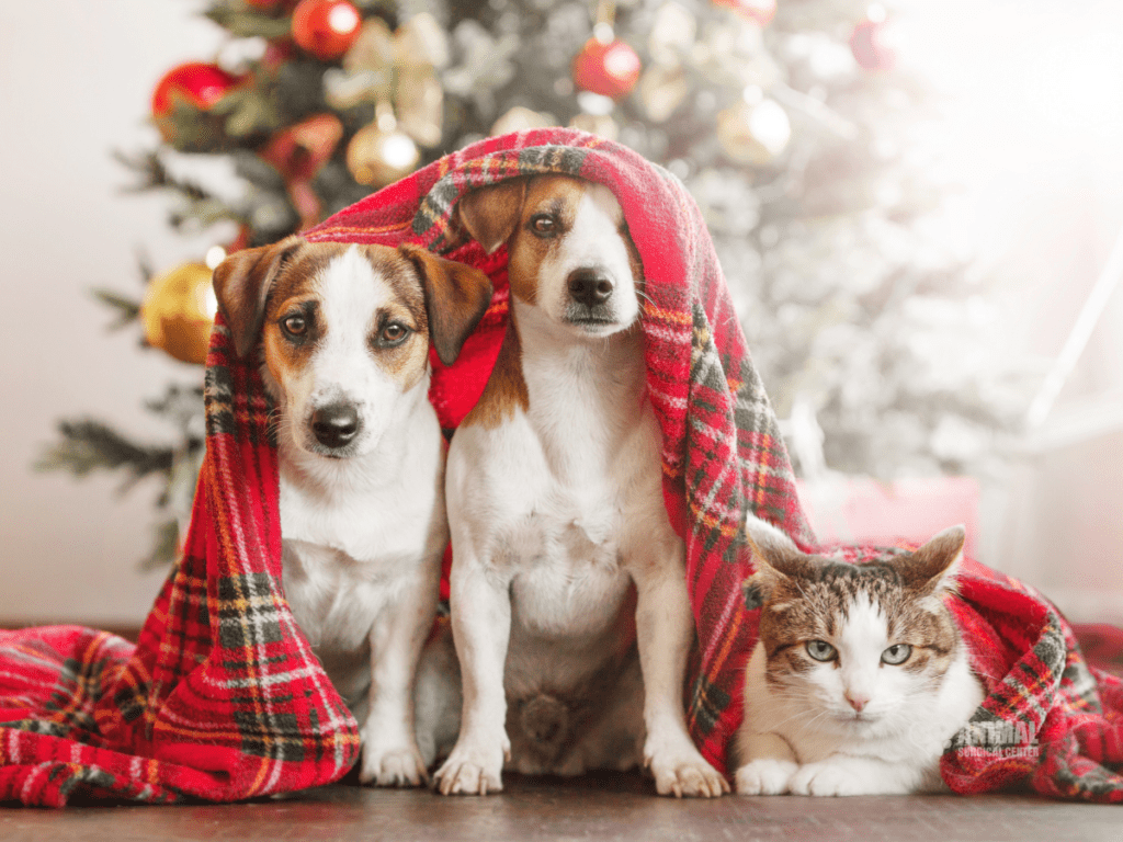 Three pets, two dogs and a cat, are sitting together under a cozy red plaid blanket in front of a decorated Christmas tree. The dogs have distinct markings, while the cat has a white and gray coat. The scene captures a warm and festive atmosphere, highlighting the bond between the animals during the holiday season.