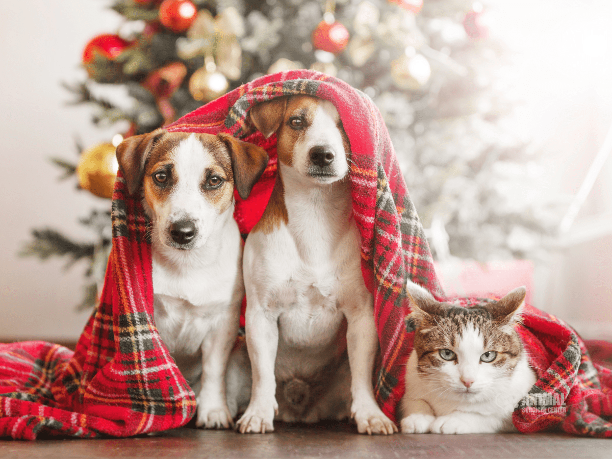 Holiday Safety for Pets, Preventing Foreign Body Ingestion and GI Blockages