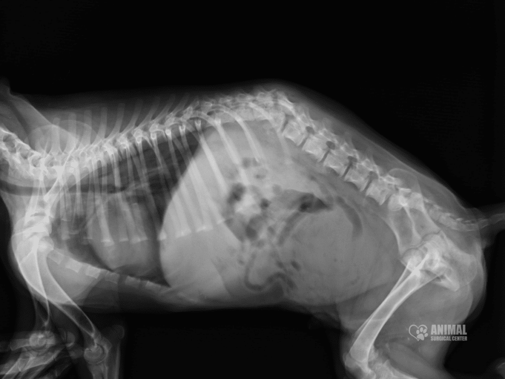 X-ray image of a dog's skeletal structure, showing the spine, ribs, and joints in detail, useful for veterinary diagnostics and treatment planning.