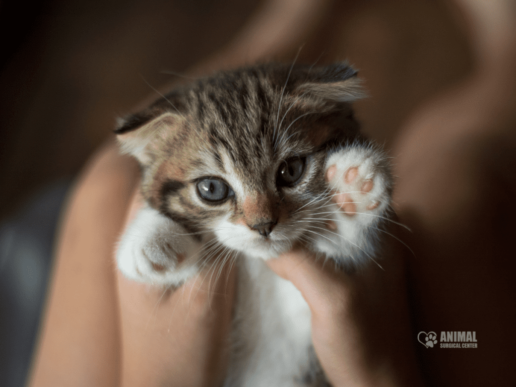 Cute gray tabby kitten being gently held with outstretched paws, showcasing its playful nature and bright blue eyes, in a warm indoor setting.