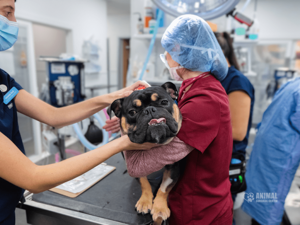 Veterinary staff attending to a dog in an animal surgical center, showcasing a caring environment with medical equipment in the background.