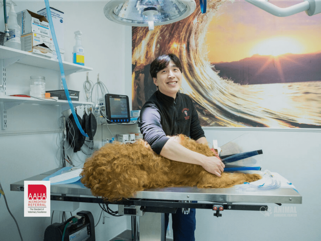 Veterinarian smiling while grooming a large dog on a table in a well-equipped clinic, with a scenic wall mural in the background.