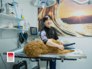Veterinarian smiling while grooming a large dog on a table in a well-equipped clinic, with a scenic wall mural in the background.