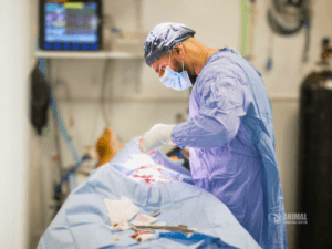 Dr. Jin, veterinarian, performing surgery on an animal in a clinical setting, wearing surgical scrubs, gloves, and a mask, with medical equipment visible in the background.