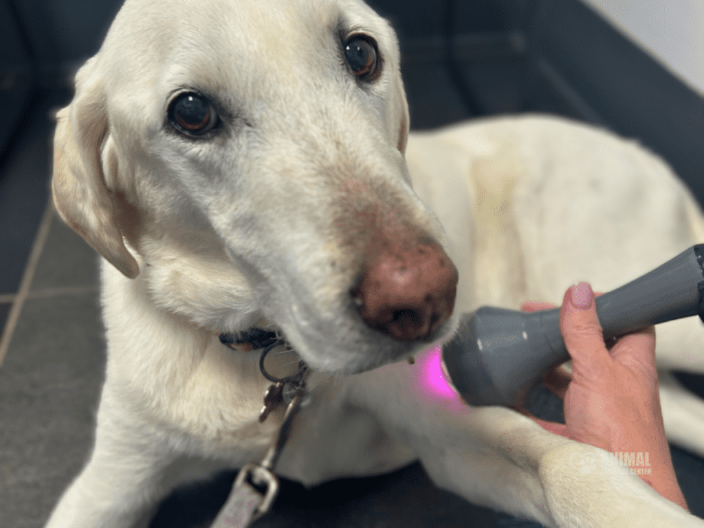 A white Labrador Retriever receiving a therapeutic laser treatment on its front leg, with a person holding the laser device. The setting appears to be a veterinary clinic.