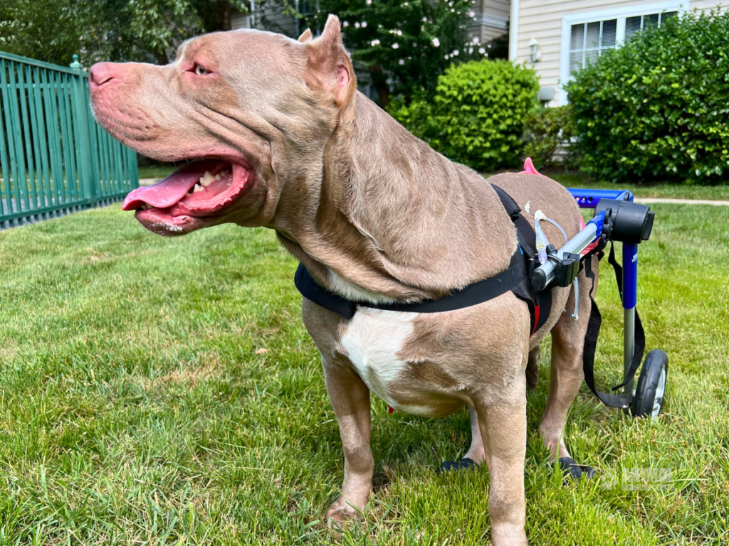 A happy, brown pit bull in a harness, standing on green grass with a canine wheelchair attached, enjoying a sunny day outdoors.