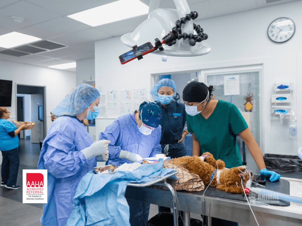 Veterinary team performing surgery on a teddy bear in a medical facility, showcasing the importance of animal care and education in a clinical environment.