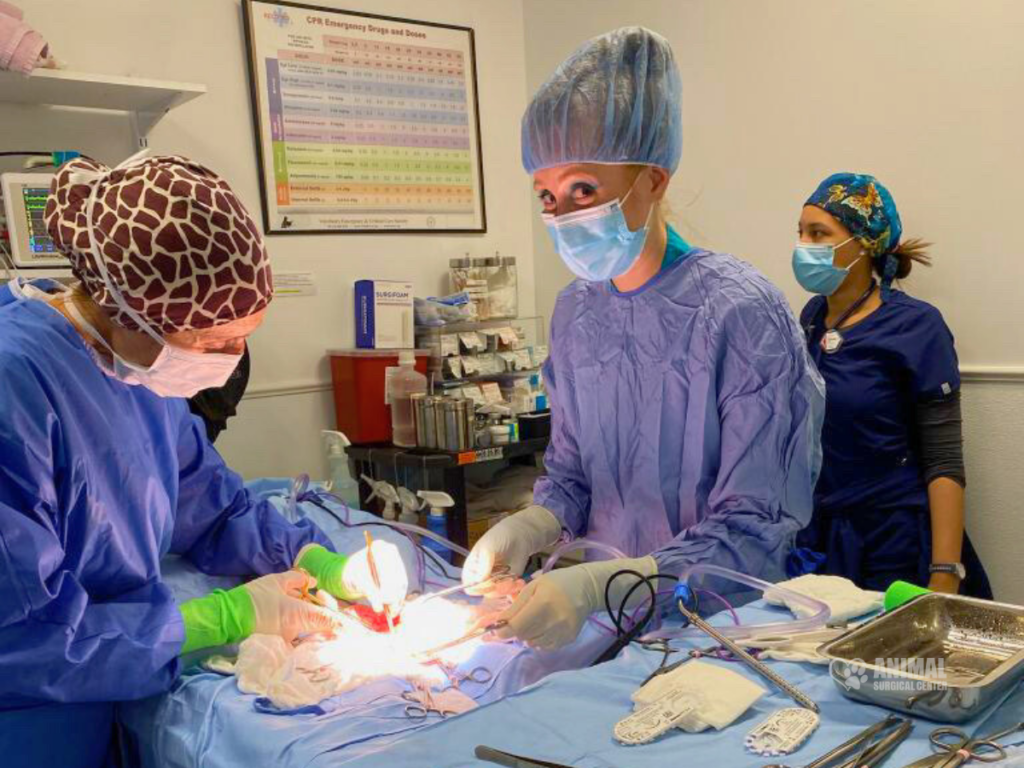 Veterinary surgeons performing surgery in an operating room, wearing scrubs, masks, and protective gear while focused on a patient on the table.