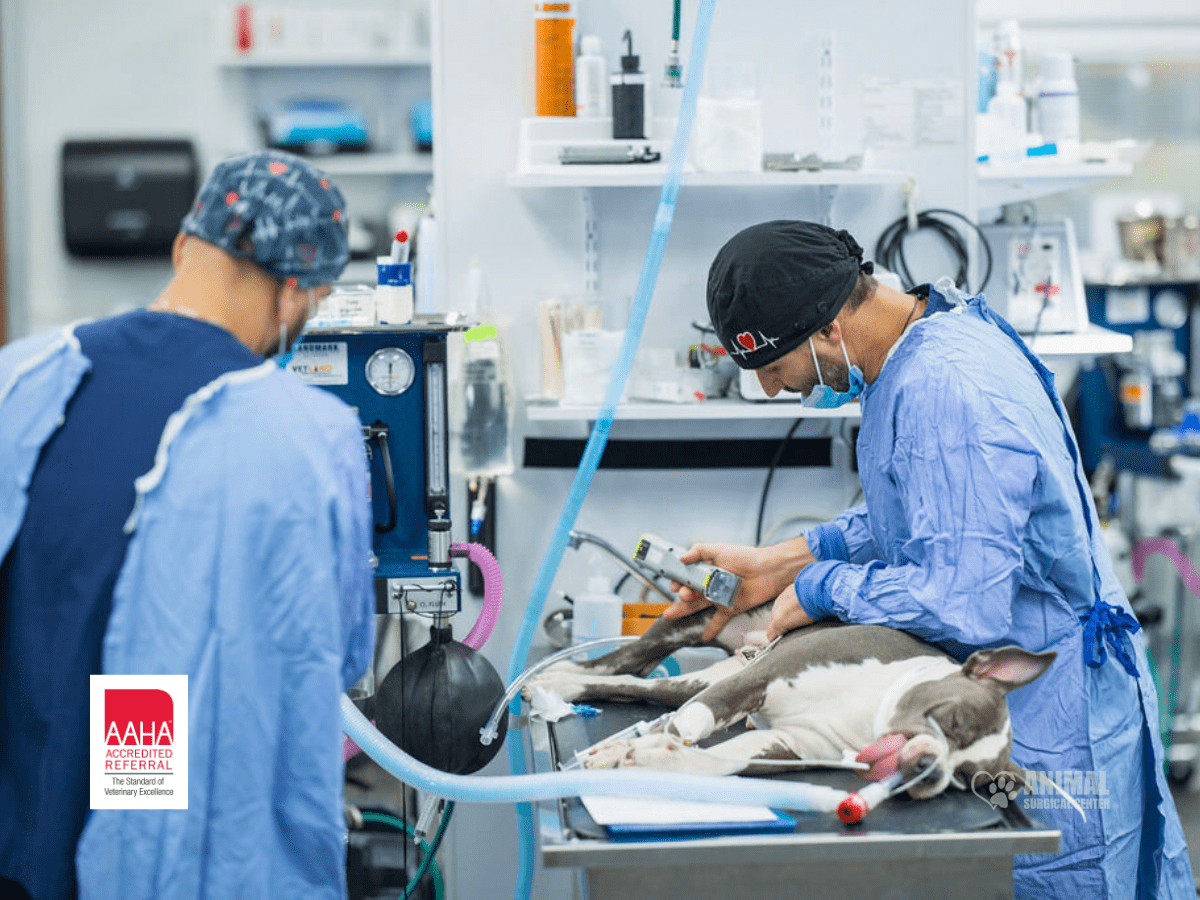 Animal Surgical Center Aaha Blog Cover
