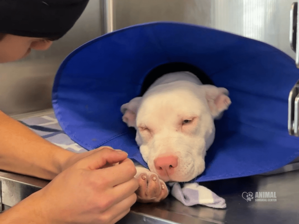 Animal Surgical Center Blog Image 5