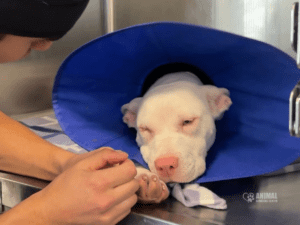 Animal Surgical Center Blog Image 5