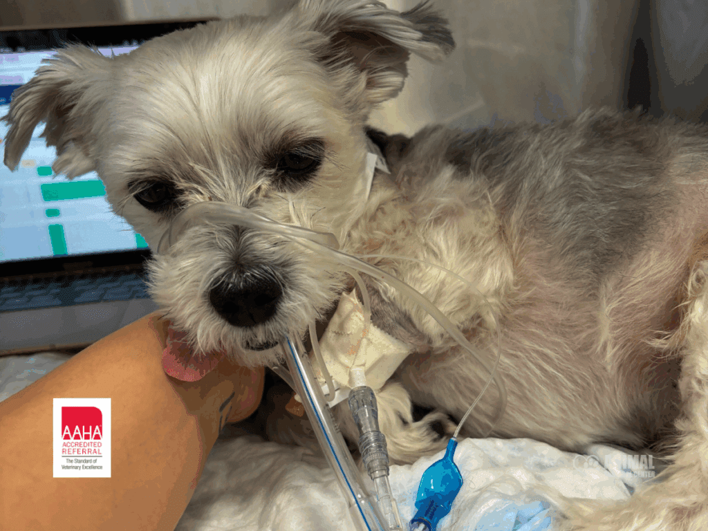 Small dog receiving medical treatment in a veterinary clinic, with IV tubes and monitoring equipment visible in the background. The dog appears alert but is undergoing care for an unspecified health issue.