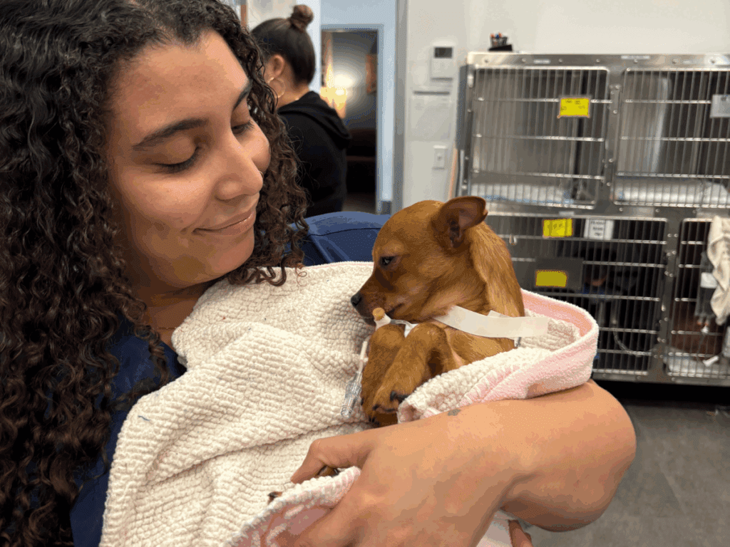 A woman smiles warmly while cradling a small brown dog wrapped in a cozy blanket at an animal shelter. The background features kennel cages, indicating a caring pet adoption environment.