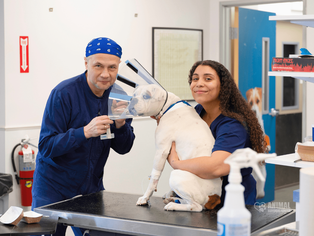 Animal Surgical Center Blog Image 2