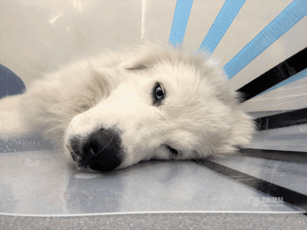 Fluffy white Samoyed dog recovering from surgery on a surface with its head tilted, showcasing its striking blue eyes and relaxed expression in a veterinary setting. 