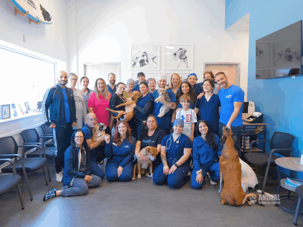 Animal Surgical Center Blog Image 4