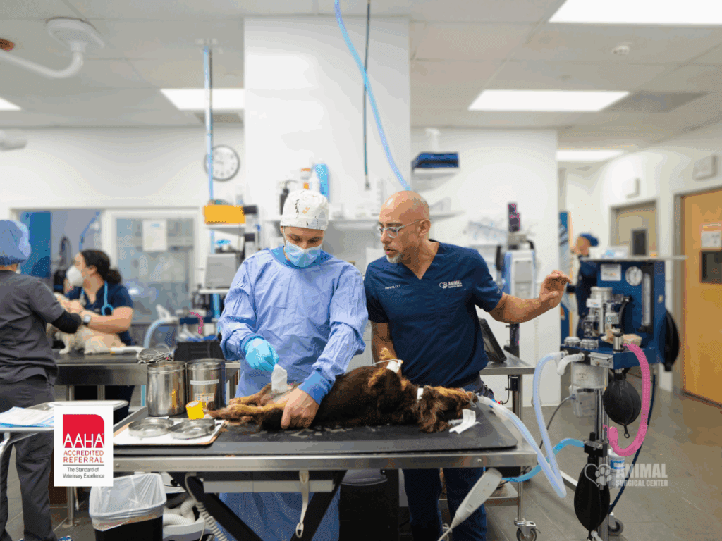 Animal Surgical Center Aaha Blog Cover