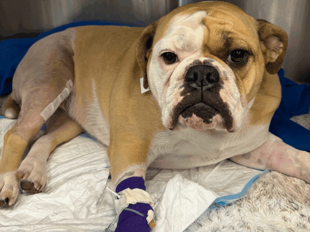 Animal Surgical Center Blog Image 2