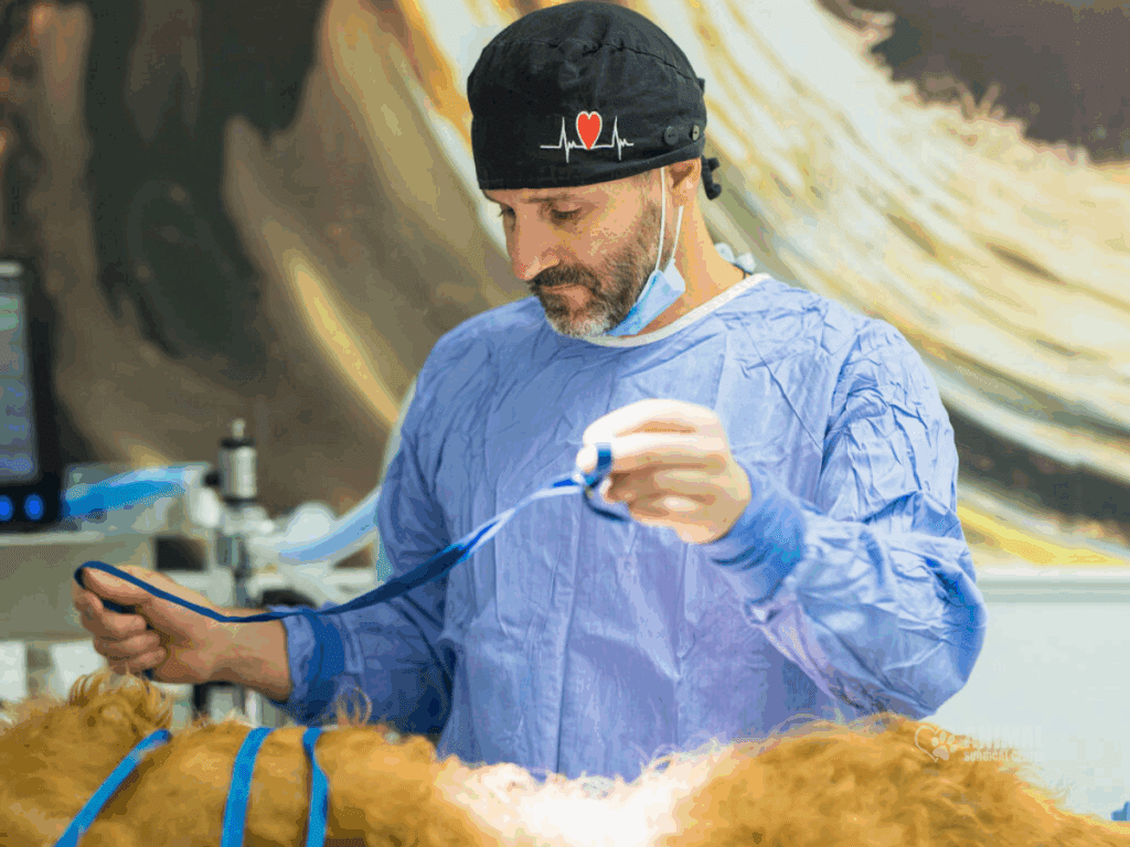 Animal Surgical Center Blog Image 2