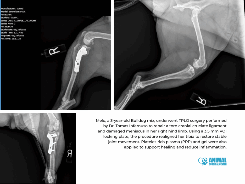 Animal Surgical Center Blog Image 3