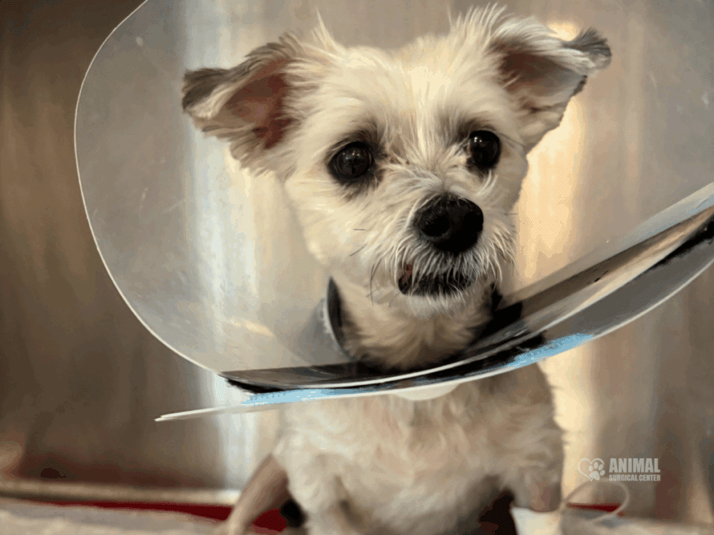 Animal Surgical Center Blog Image 4