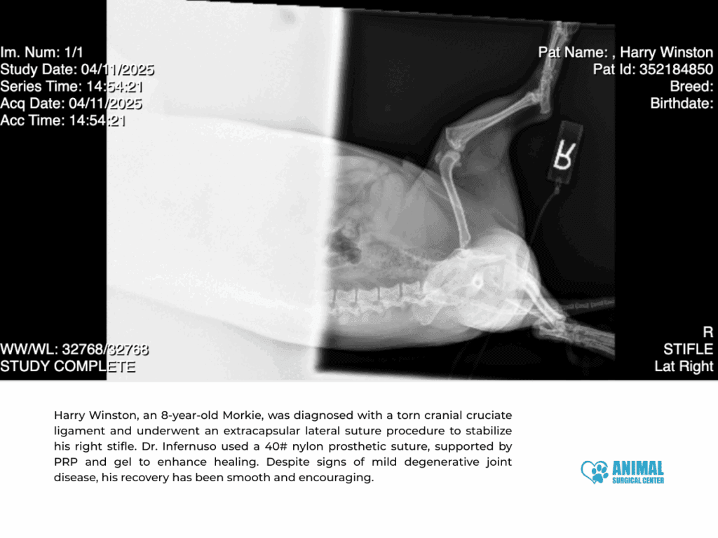 Animal Surgical Center Blog Image 5