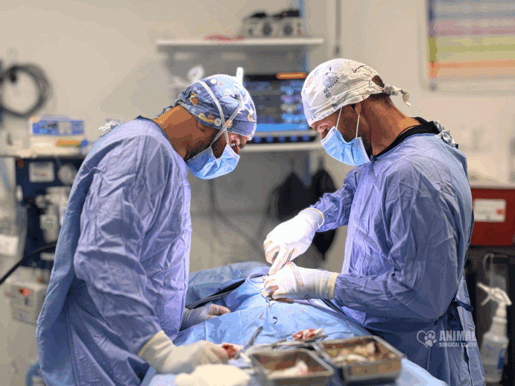 Animal Surgical Center Blog Image 2