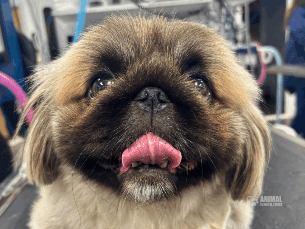 Animal Surgical Center Blog Image 3