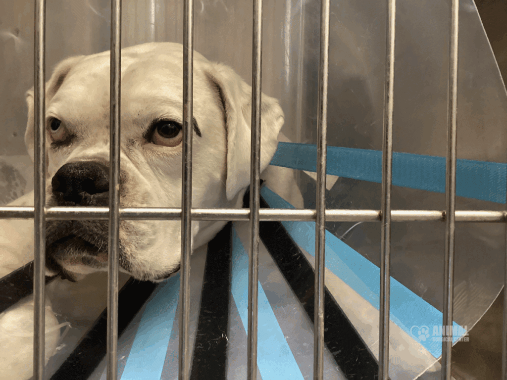 Animal Surgical Center Blog Image 4