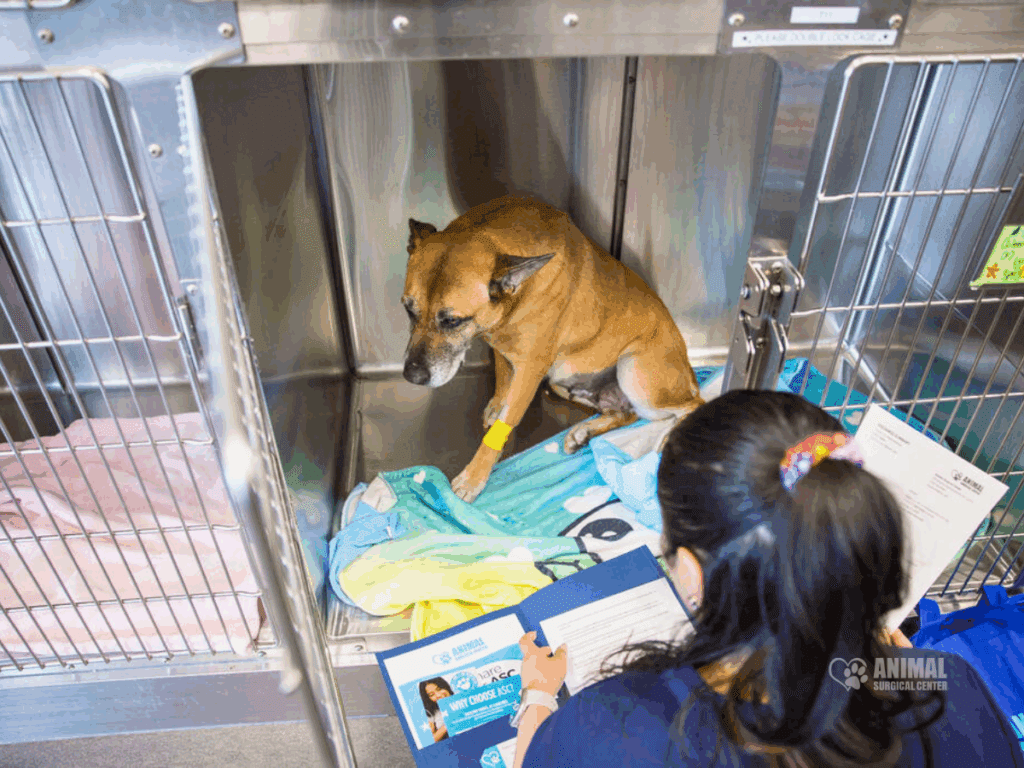 Dog recovering in a veterinary clinic kennel, with a caregiver reviewing paperwork nearby. Soft blankets provide comfort in the stainless steel enclosure, highlighting the importance of animal care and recovery in veterinary settings.