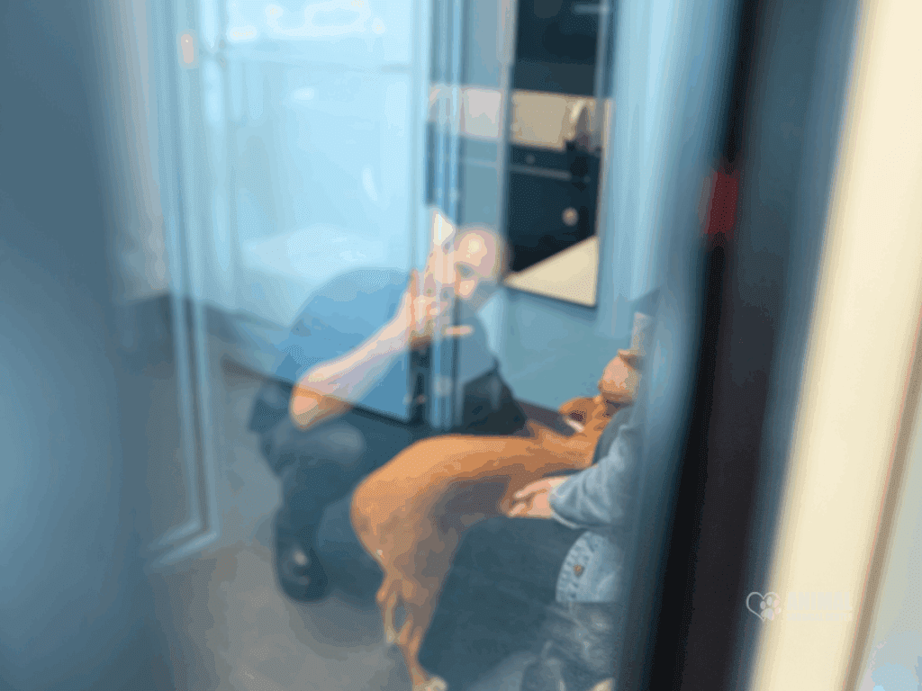 Veterinarian consulting with a pet owner in an examination room, with a dog being examined through a glass window.