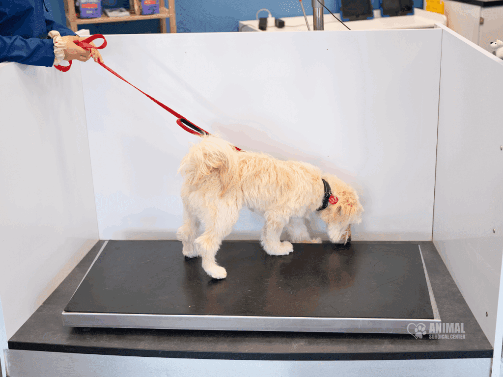 A small dog on a scale at a veterinary clinic, being held on a red leash by a person in a blue coat. The setting features a clean, modern environment typical of an animal healthcare facility.