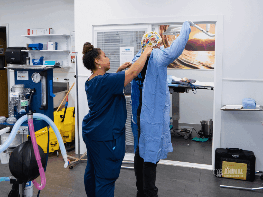 Veterinary staff member assisting a colleague in putting on a surgical gown in a well-equipped animal surgical center, showcasing preparation for a medical procedure.