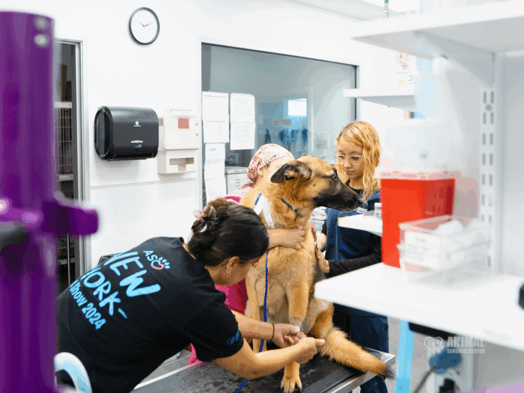 Veterinary staff attending to a large dog in a clinic, showcasing a professional environment with medical supplies and equipment in the background.