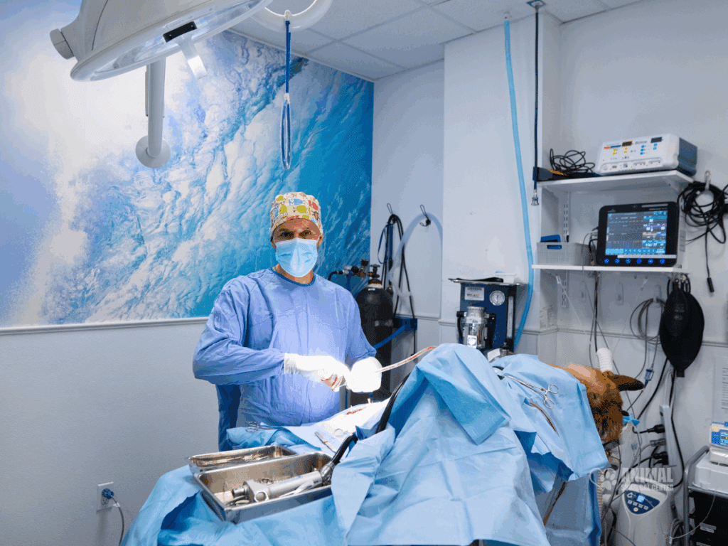 Veterinarian performing surgery on a dog in a well-equipped surgical room, featuring medical instruments and monitoring equipment, with a calming blue mural in the background.