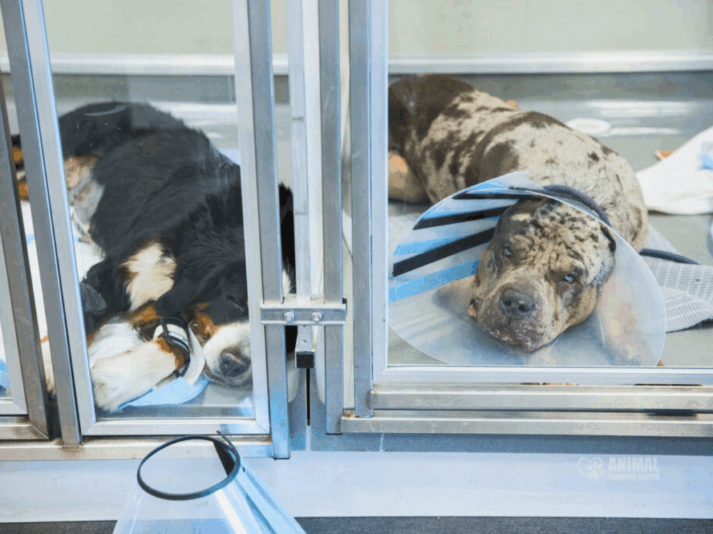 Two dogs resting in kennels at an animal surgical center, one wearing an Elizabethan collar. The Bernese Mountain Dog is lying down on its side, while the second dog, a mixed breed with a spotted coat, is resting with its head up.