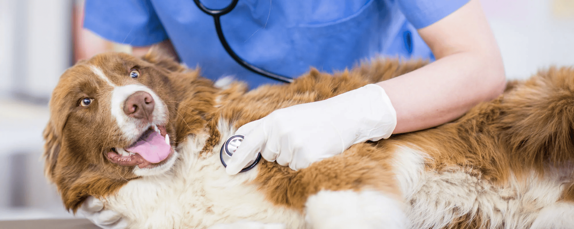 listening-to-dogs-heart