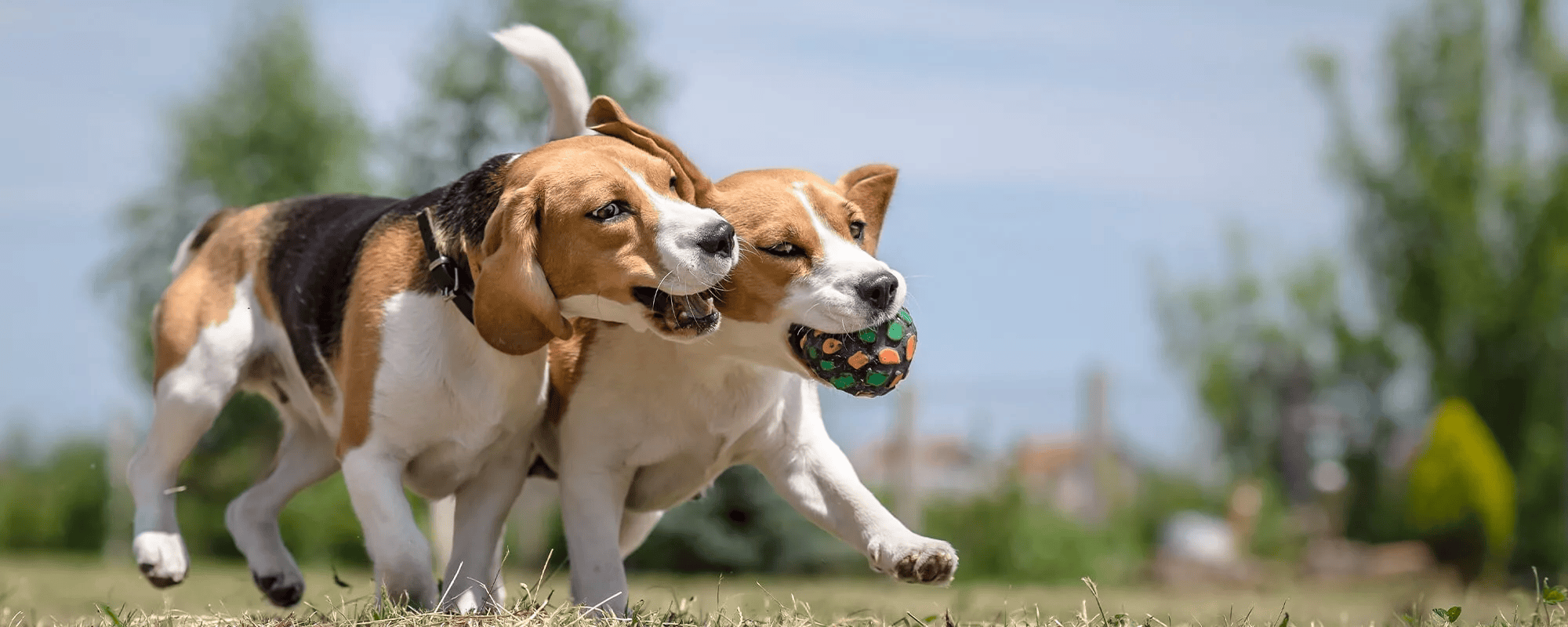 two-dogs-playing-with-ball two-dogs-playing-with-ball