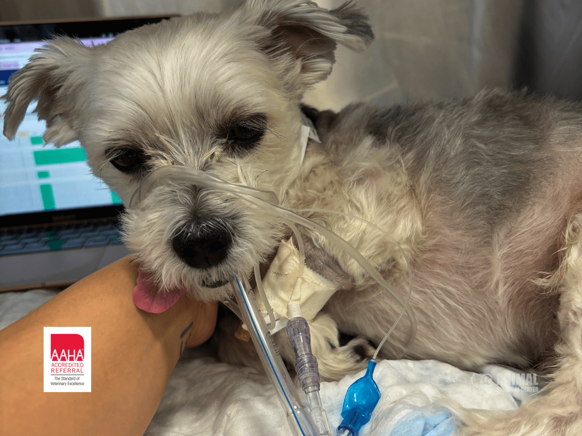 Animal-Surgical-Center-AAHA-Blog-Cover (1)